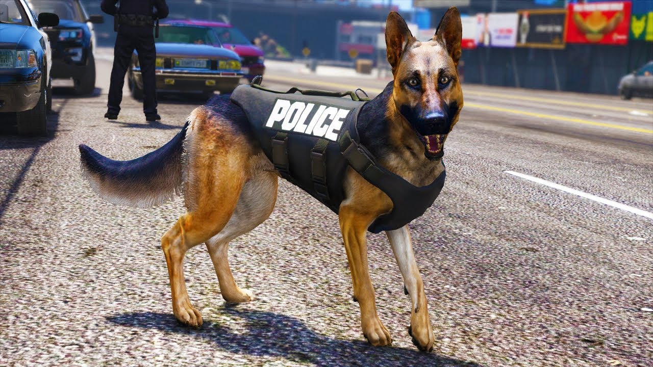 Canine